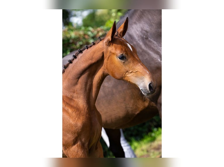 Anglo European Studbook Mare Foal (03/2025) in Heerde