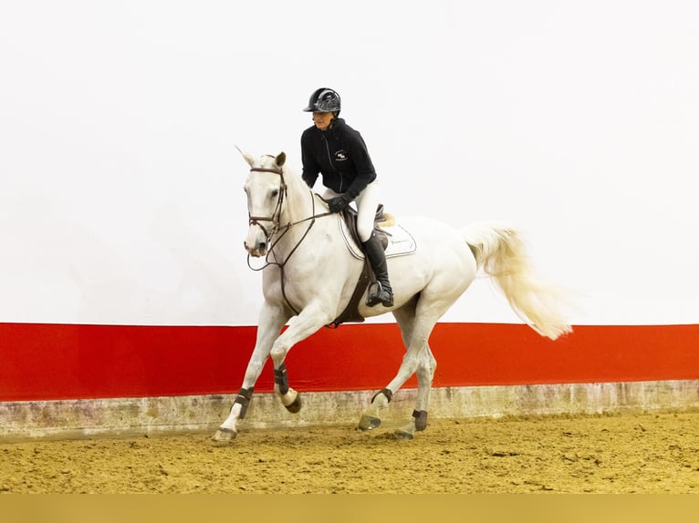 Anglo European Studbook Ogier 14 lat 175 cm  in Waddinxveen