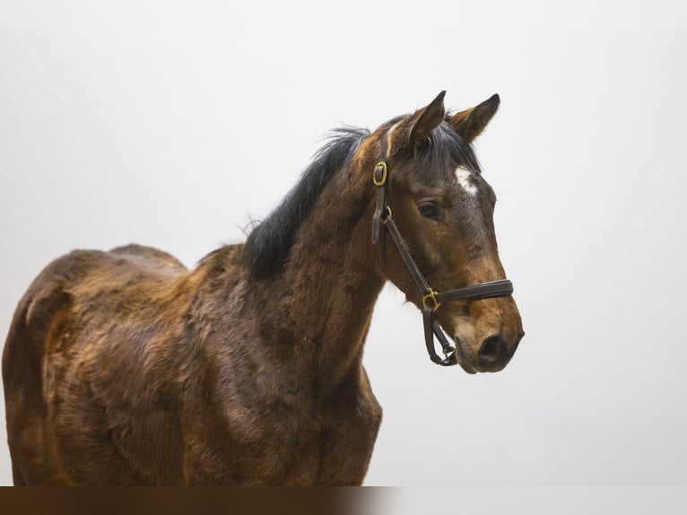 Anglo European Studbook Ogier 1 Rok 143 cm  in Waddinxveen