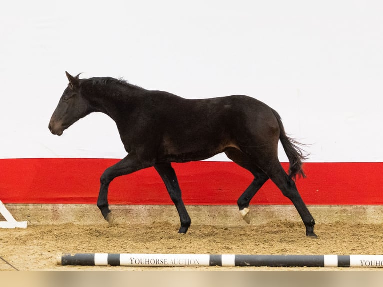 Anglo European Studbook Ogier 1 Rok 151 cm Ciemnogniada in Waddinxveen