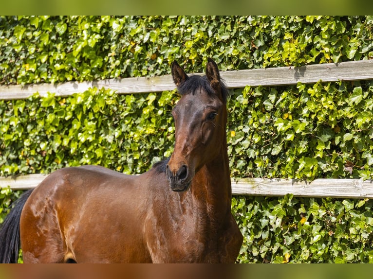 Anglo European Studbook Ogier 1 Rok 153 cm  in Waddinxveen