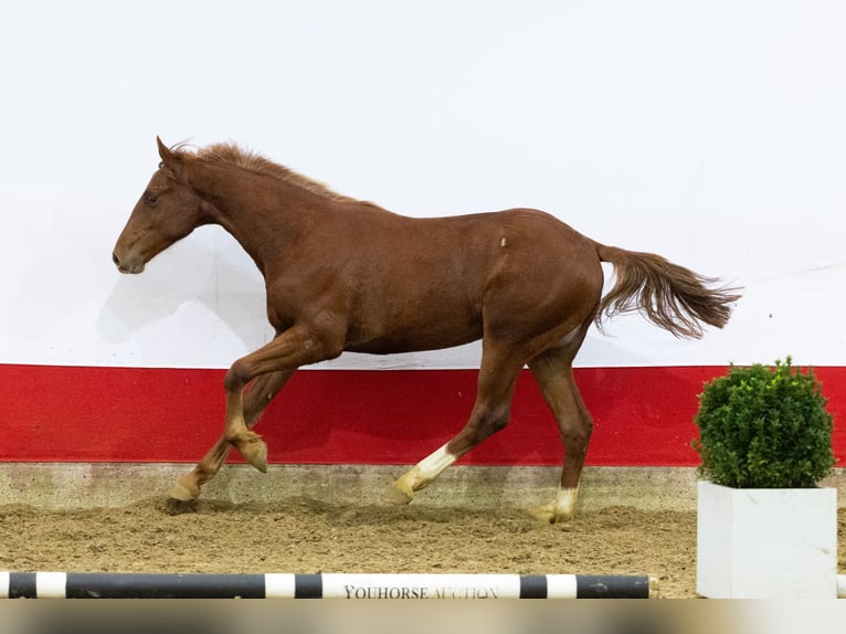 Anglo European Studbook Ogier 1 Rok 154 cm Kasztanowata in Waddinxveen