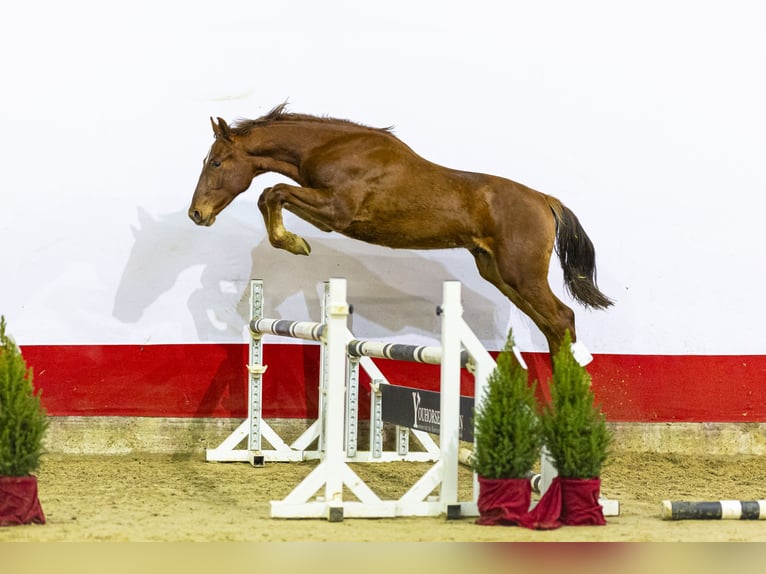 Anglo European Studbook Ogier 1 Rok 161 cm Kasztanowata in Waddinxveen