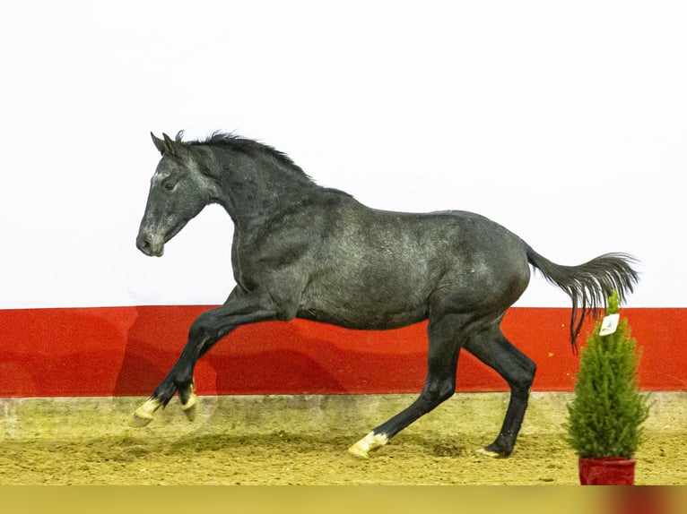 Anglo European Studbook Ogier 2 lat 154 cm Karosiwa in Waddinxveen