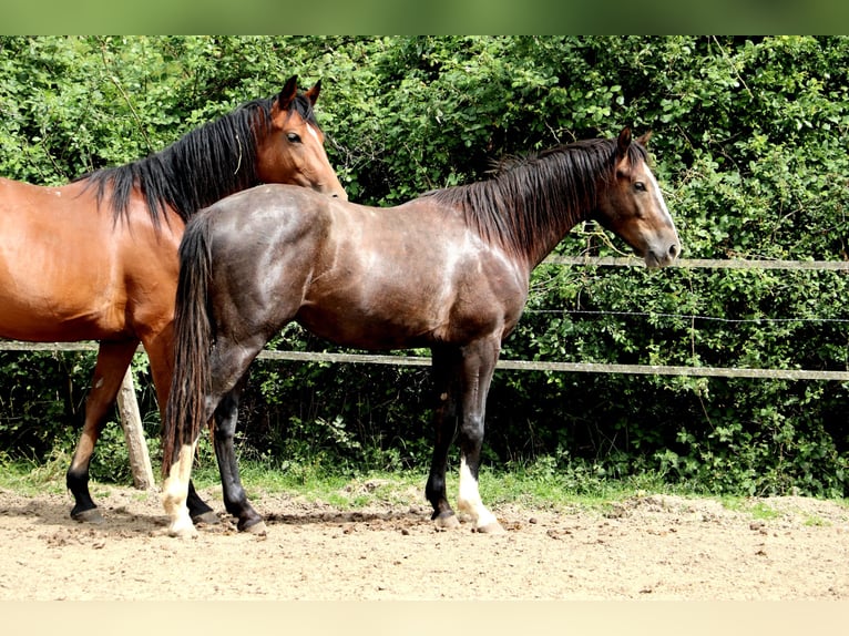 Anglo European Studbook Ogier 2 lat 155 cm Siwa in Bou&#xE9;e