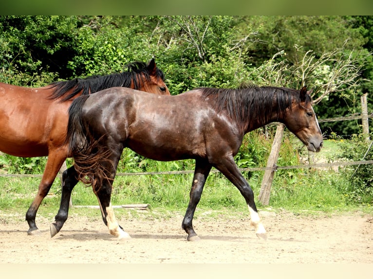 Anglo European Studbook Ogier 2 lat 155 cm Siwa in Bou&#xE9;e