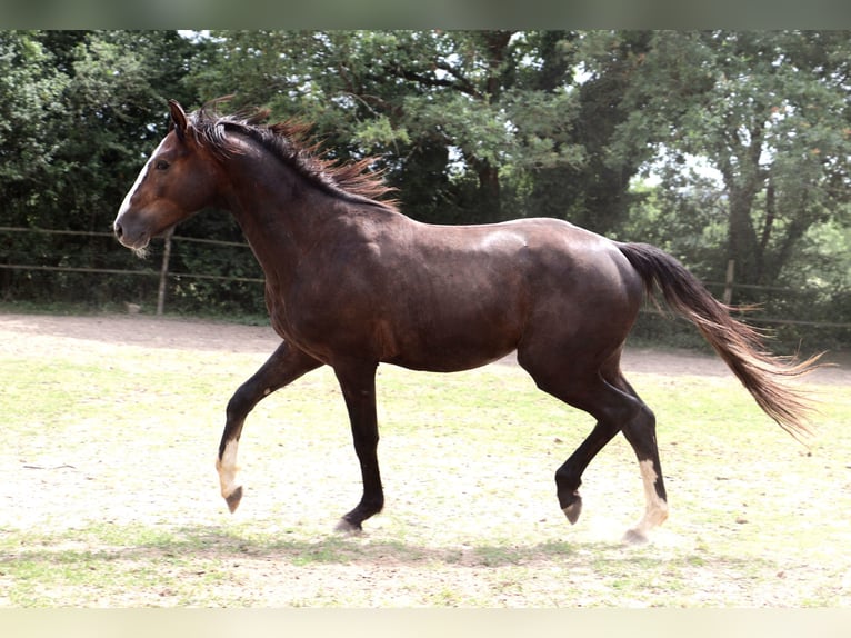 Anglo European Studbook Ogier 2 lat 155 cm Siwa in Bou&#xE9;e