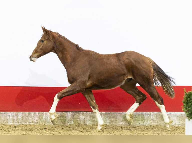 Anglo European Studbook Ogier 2 lat 158 cm  in Waddinxveen
