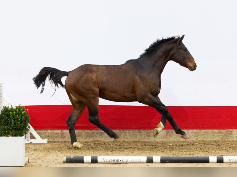 Anglo European Studbook Ogier 2 lat 161 cm Gniada in Waddinxveen