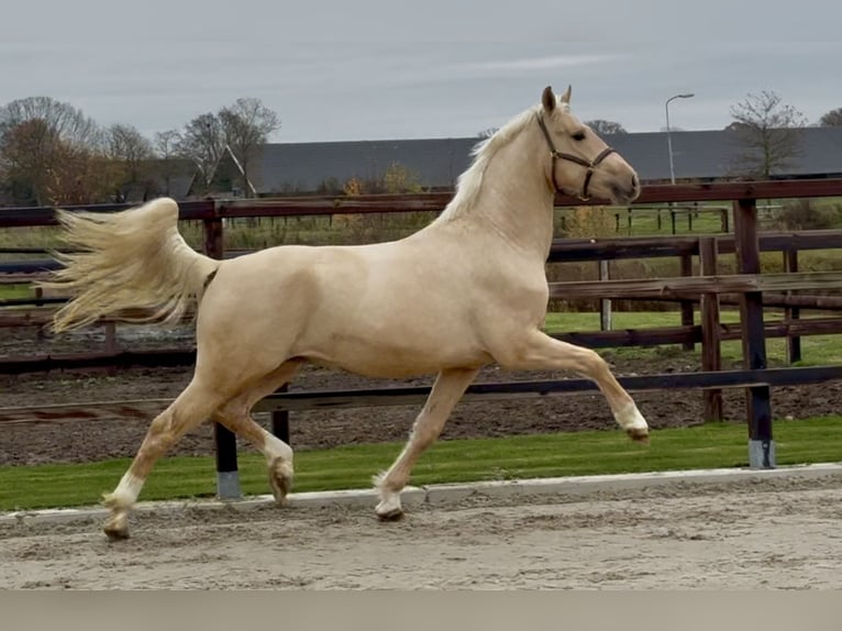 Anglo European Studbook Ogier 2 lat 162 cm Izabelowata in Zieuwent