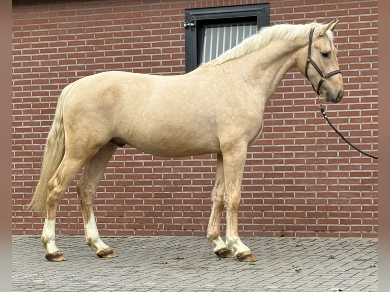 Anglo European Studbook Ogier 2 lat 162 cm Izabelowata in Zieuwent