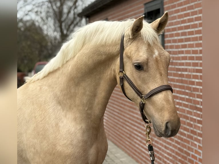 Anglo European Studbook Ogier 2 lat 162 cm Izabelowata in Zieuwent