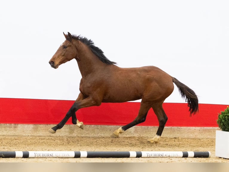 Anglo European Studbook Ogier 2 lat 163 cm Gniada in Waddinxveen