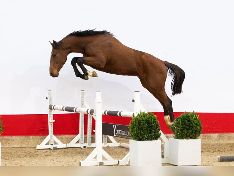 Anglo European Studbook Ogier 2 lat 163 cm Gniada in Waddinxveen