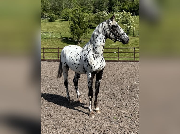 Anglo European Studbook Mix Ogier 2 lat 168 cm Tarantowata in south wales