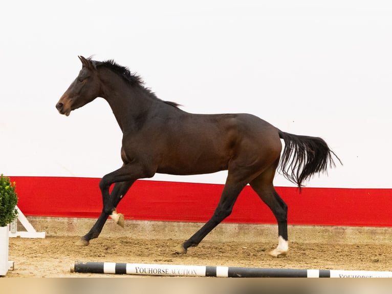 Anglo European Studbook Ogier 2 lat 170 cm Ciemnogniada in Waddinxveen