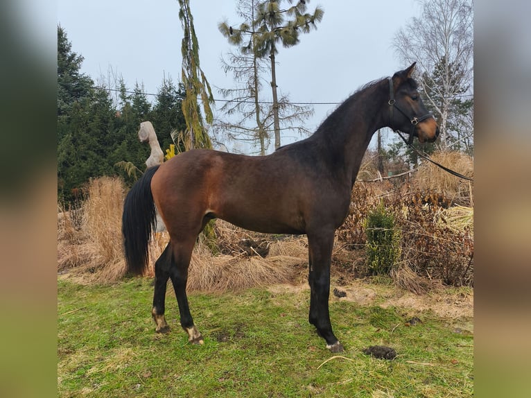 Anglo European Studbook Ogier 2 lat 170 cm Ciemnogniada in barciany