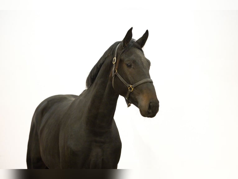 Anglo European Studbook Ogier 2 lat 171 cm Ciemnogniada in Waddinxveen