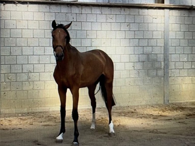 Anglo European Studbook Ogier 2 lat Gniada in Belfeld