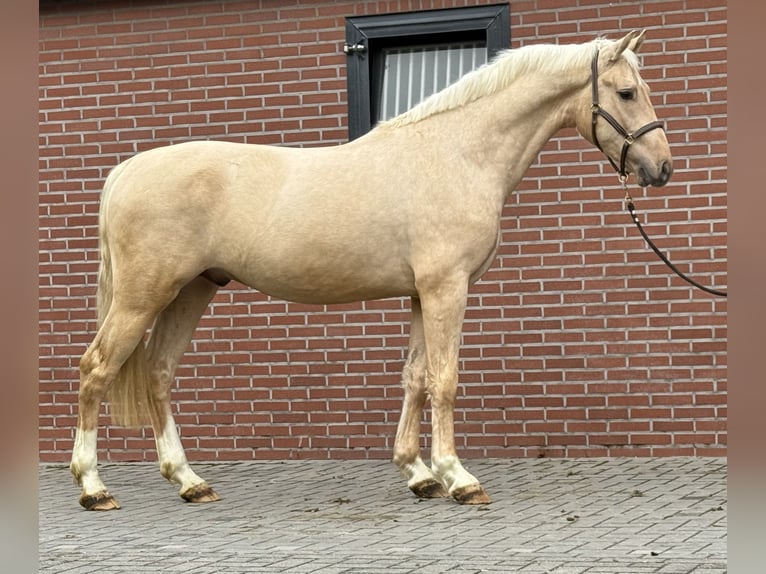 Anglo European Studbook Ogier 3 lat 161 cm Izabelowata in Waddinxveen