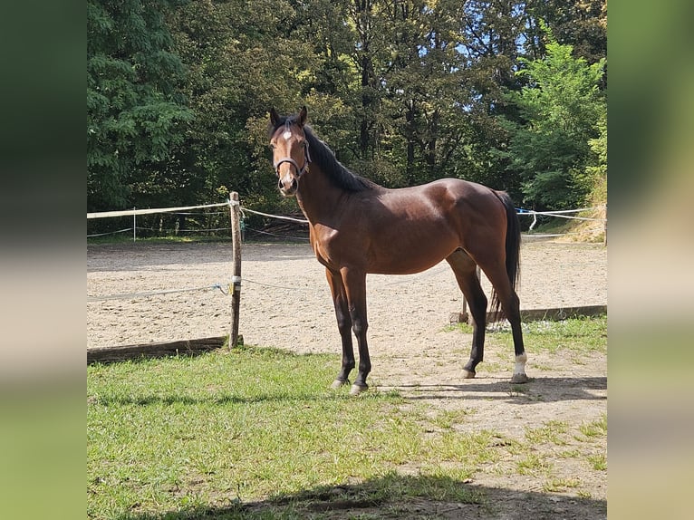 Anglo European Studbook Ogier 3 lat 162 cm  in karlovac