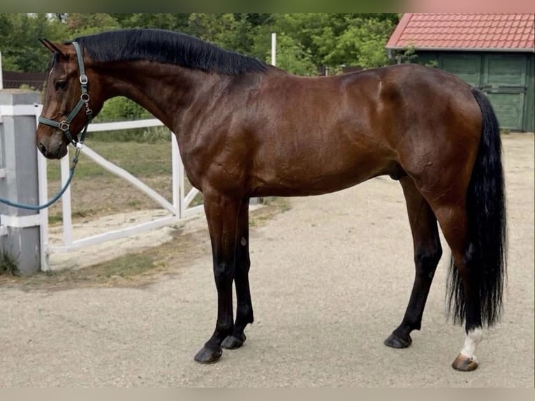 Anglo European Studbook Ogier 3 lat 168 cm Gniada in Murska Soboda
