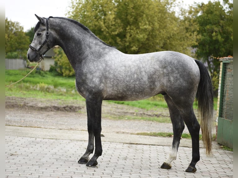 Anglo European Studbook Ogier 3 lat 171 cm Siwa in Murska Soboda