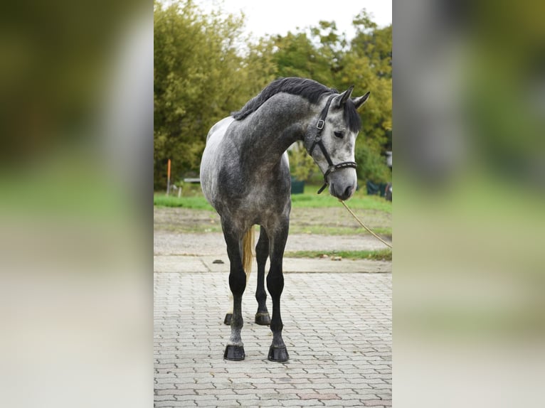 Anglo European Studbook Ogier 3 lat 171 cm Siwa in Murska Soboda