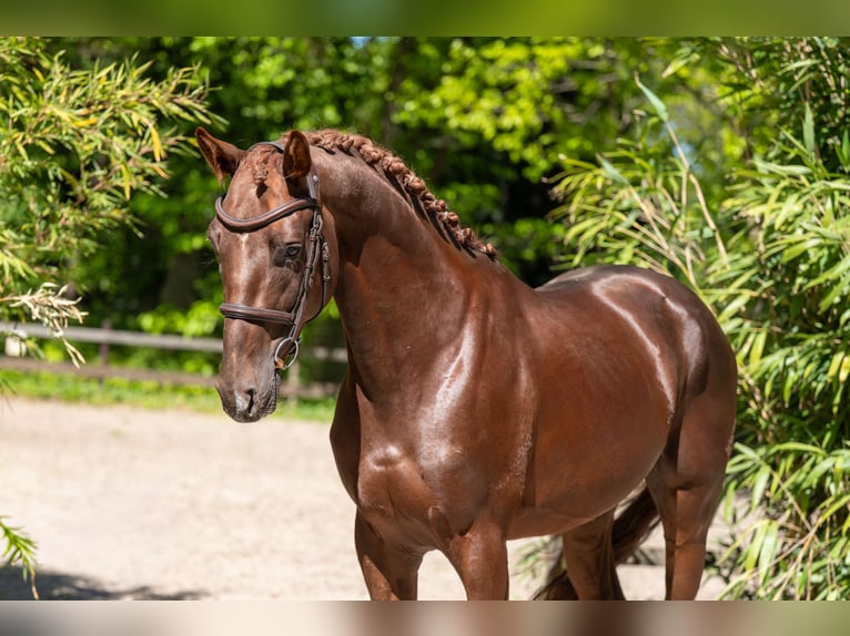 Anglo European Studbook Ogier 4 lat 161 cm Ciemnokasztanowata in Grote-Brogel
