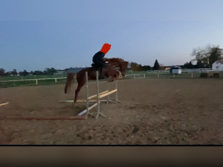 Anglo European Studbook Ogier 4 lat 166 cm Kasztanowata in Pozna&#x144;