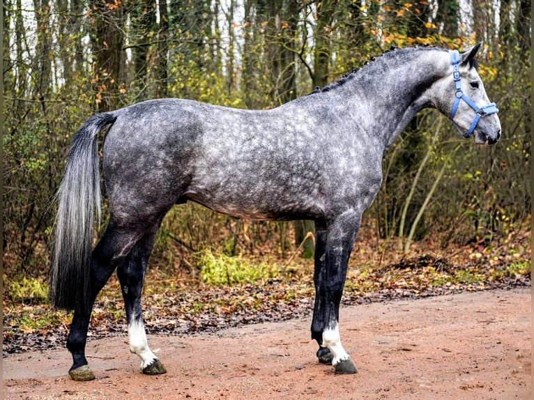 Anglo European Studbook Ogier 4 lat 170 cm Siwa jabłkowita in Békéscsaba