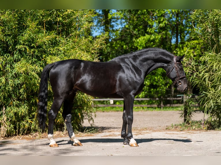Anglo European Studbook Ogier 6 lat 174 cm Skarogniada in Grote-Brogel