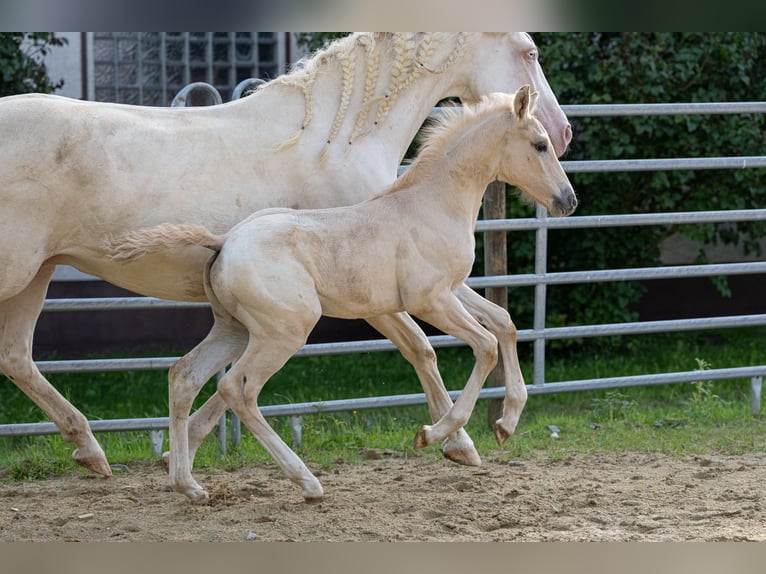 Anglo European Studbook Ogier Źrebak (06/2024) 163 cm Dunalino in Eisighofen