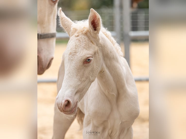 Anglo European Studbook Ogier Źrebak (02/2026) 170 cm Cremello in Eisighofen