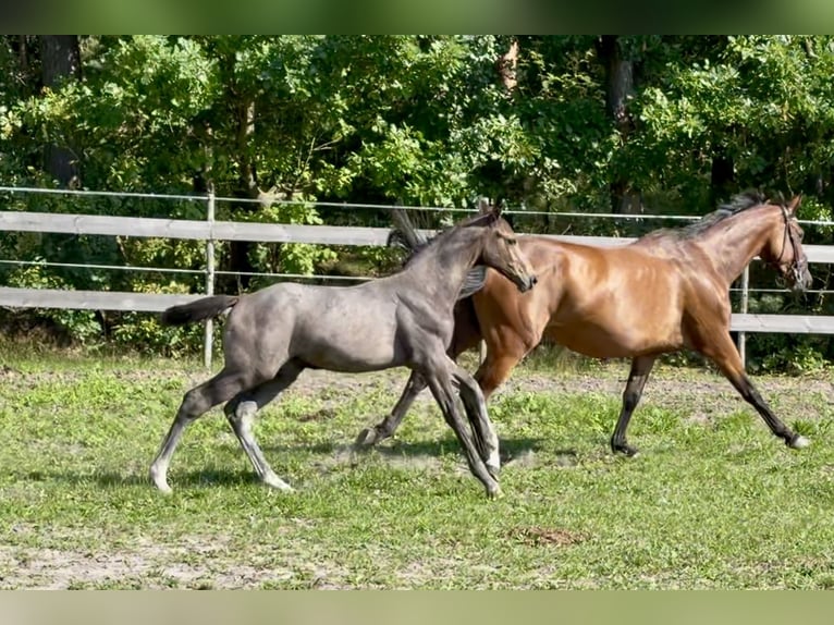 Anglo European Studbook Ogier Źrebak (04/2026) 170 cm Siwa in Łąki