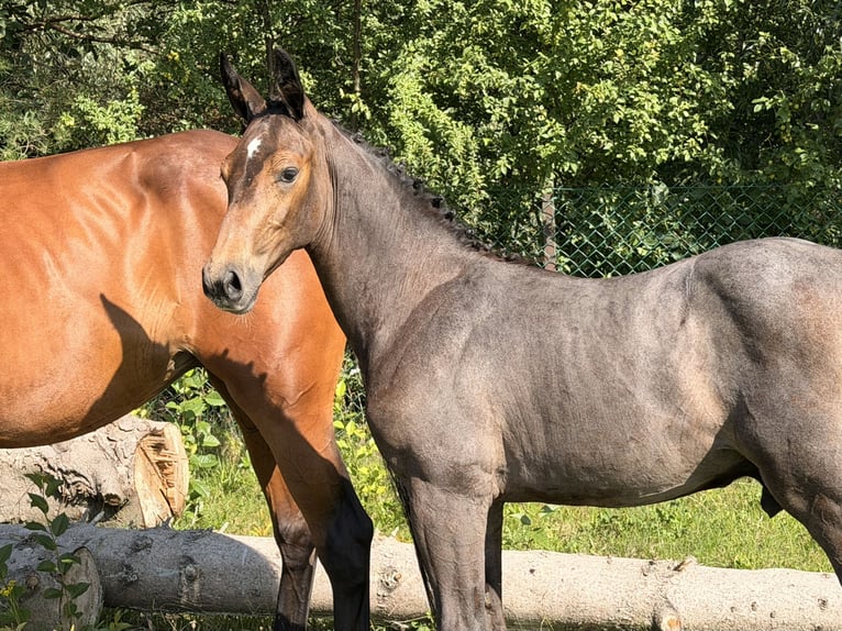Anglo European Studbook Ogier Źrebak (04/2026) 170 cm Siwa in Łąki