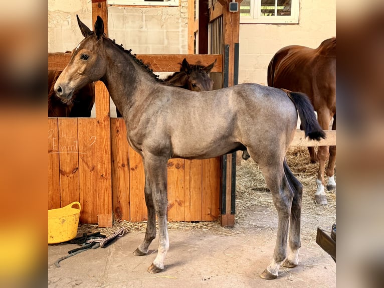 Anglo European Studbook Ogier Źrebak (04/2026) 170 cm Siwa in Łąki