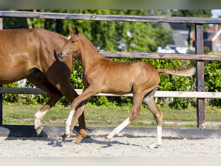 Anglo European Studbook Ogier Źrebak (05/2026) Kasztanowata in Waddinxveen
