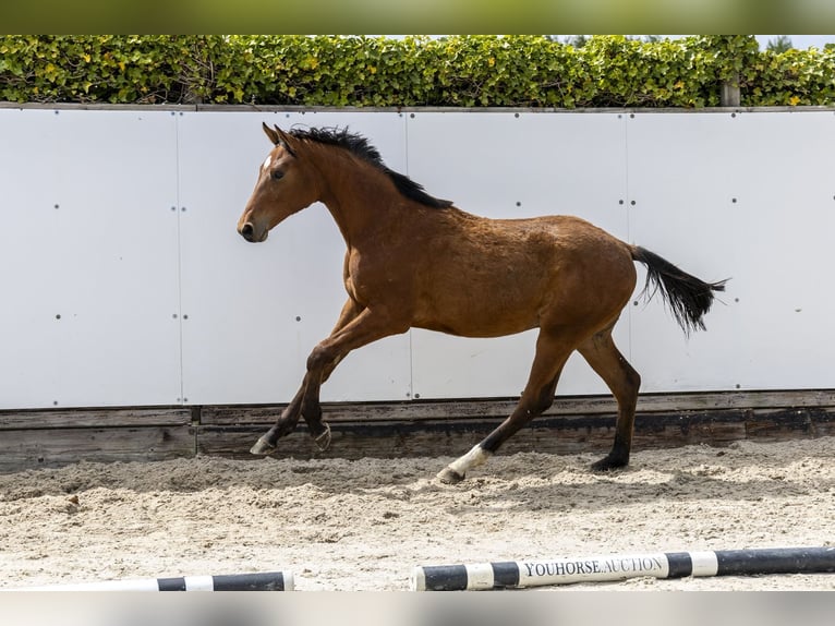 Anglo European Studbook Semental 1 año 145 cm  in Waddinxveen