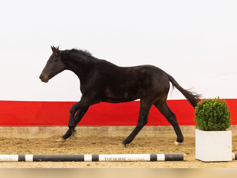 Anglo European Studbook Semental 1 año 151 cm Castaño oscuro in Waddinxveen