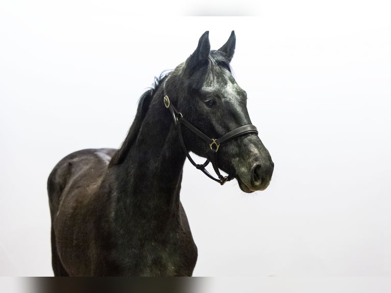 Anglo European Studbook Semental 1 año 154 cm Tordillo negro in Waddinxveen