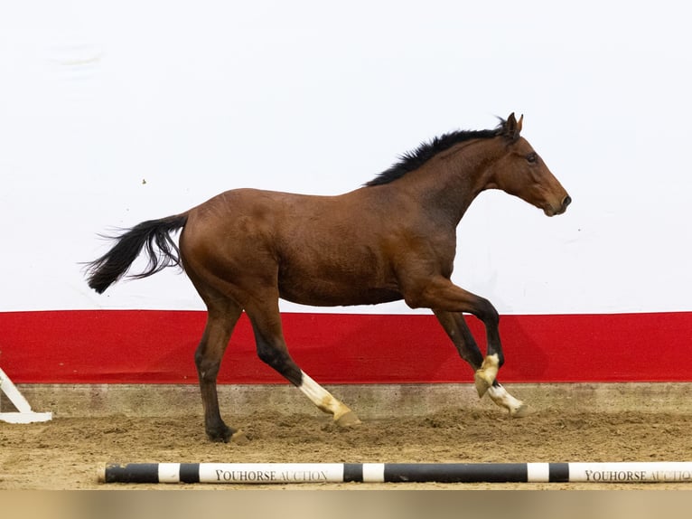 Anglo European Studbook Semental 1 año 159 cm Castaño in Waddinxveen