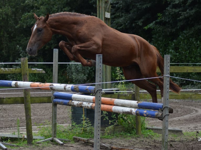 Anglo European Studbook Semental 2 años 147 cm Alazán-tostado in Heeswijk-Dinther