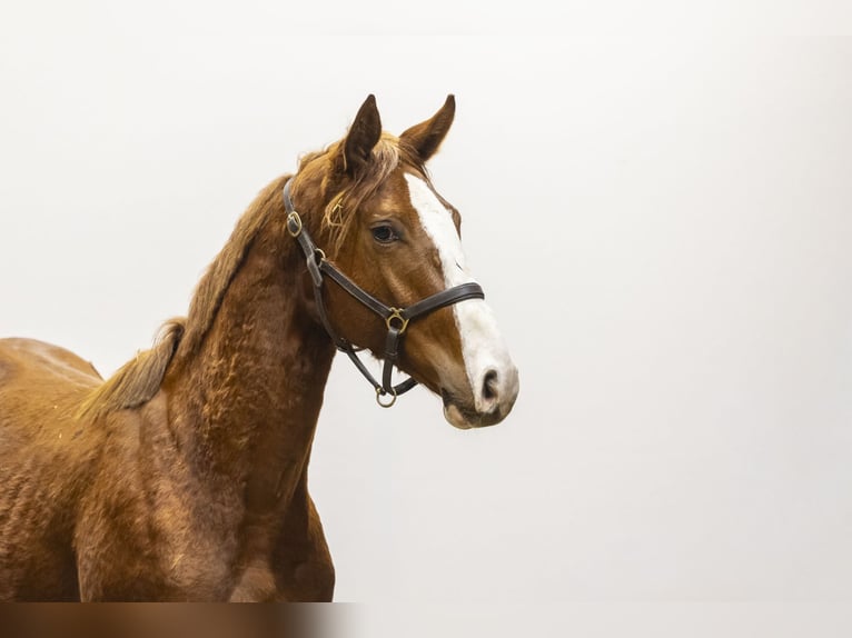 Anglo European Studbook Semental 2 años 158 cm  in Waddinxveen