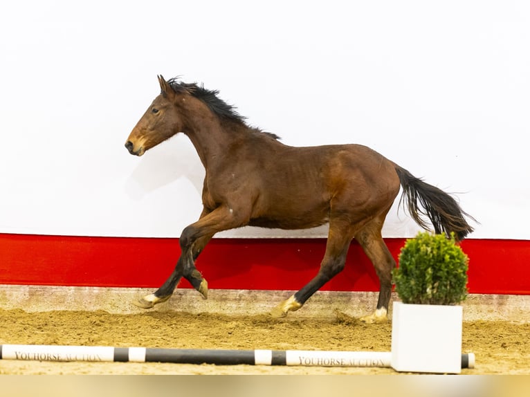 Anglo European Studbook Semental 2 años 160 cm Castaño in Waddinxveen