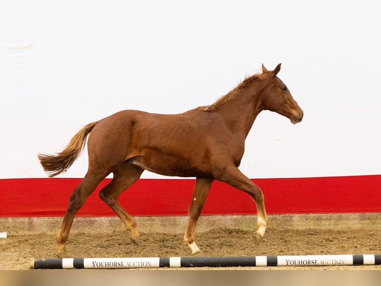 Anglo European Studbook Semental 2 años 162 cm Alazán in Waddinxveen