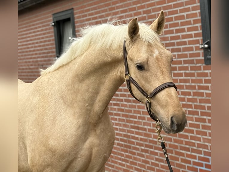 Anglo European Studbook Semental 2 años 162 cm Palomino in Zieuwent