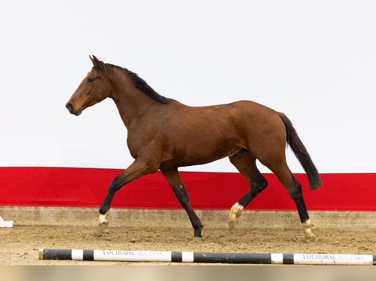Anglo European Studbook Semental 2 años 163 cm Castaño in Waddinxveen