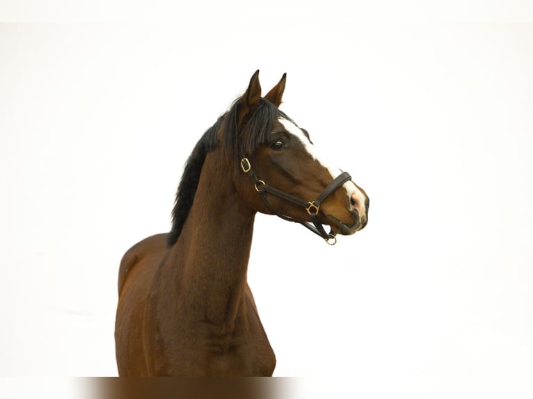 Anglo European Studbook Semental 2 años 164 cm Castaño in Waddinxveen