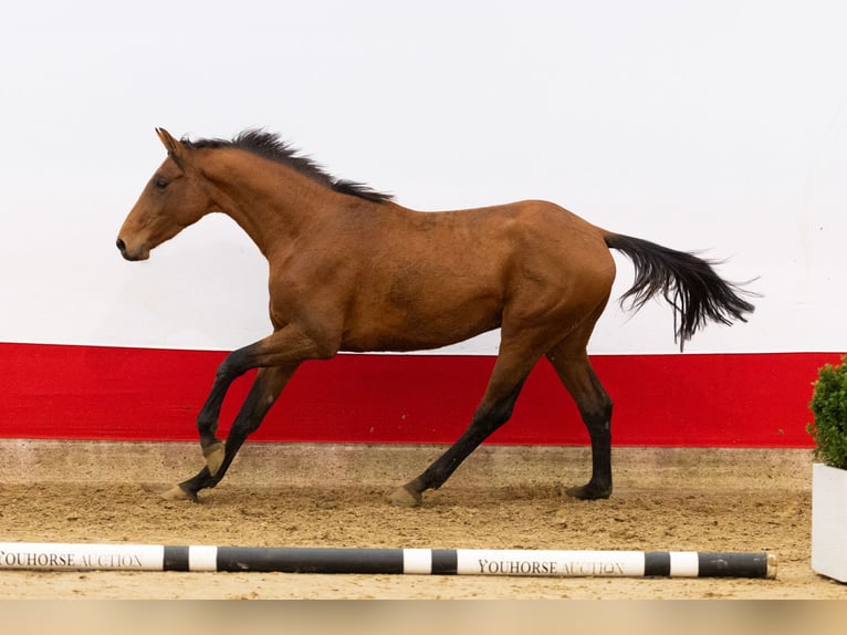 Anglo European Studbook Semental 2 años 165 cm Castaño in Waddinxveen